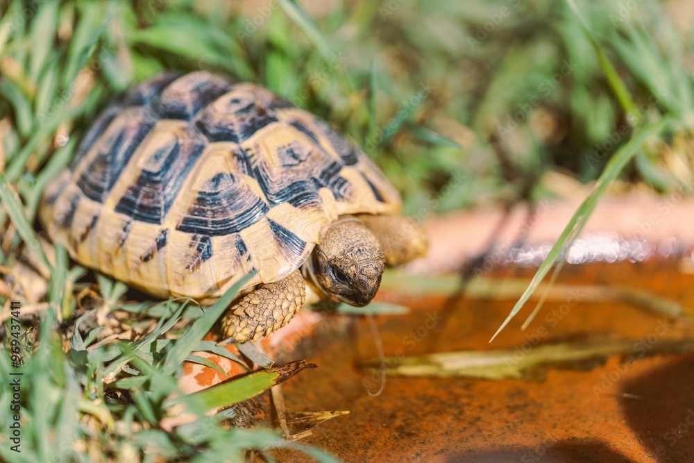 Tortoise drinking water in grassy area Tortoise drinking water in grassy area