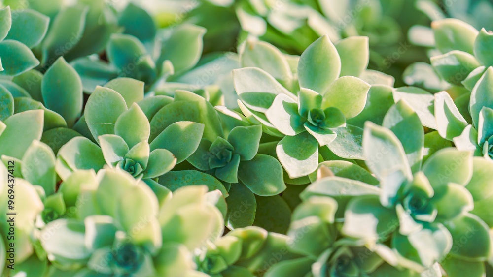 Obraz premium Close-up of Green Succulent Plants
