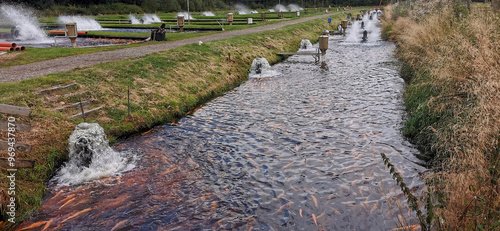 Fotografie Danish pond farm producing lots of golden trouts swimming in the water