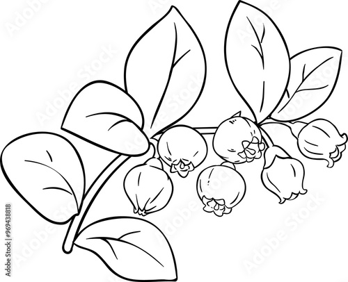 Bilberry Branch with Flowers and Leaves Outline Illustration