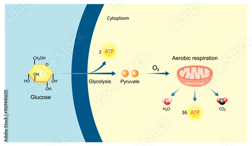 Aerobic cellular Respiration. Glycolysis. Mitochondria, energy production. Scientific Vector Illustration.