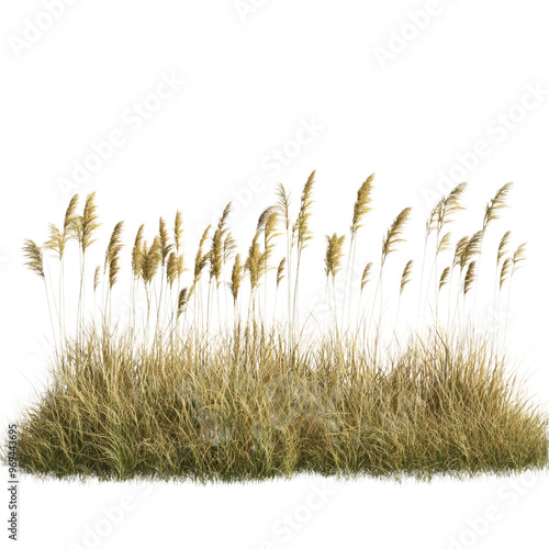 Savanna Grass Field row on isolated transparent PNG Background photo