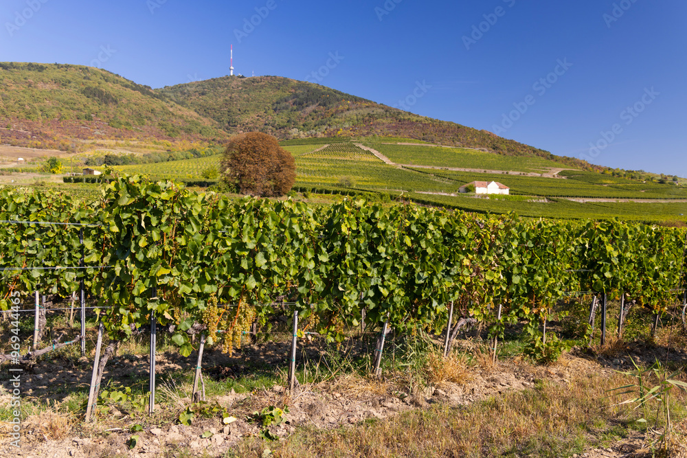 Φωτογραφία Autumn vineyard and Tokaji-hegy (513 m), Tokaj region, Great Plain and North, Hu