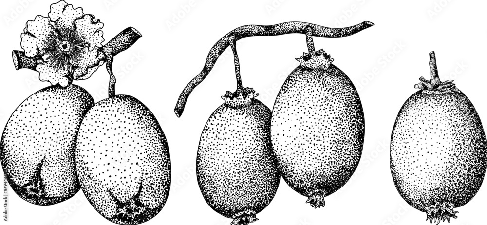 Obraz premium Vector hand drawn engraving Kiwifruit or Chinese gooseberry, or yangtaosign. Tropical exotic fruit
