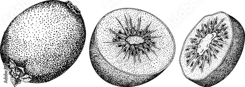 Vector hand drawn engraving Kiwifruit or Chinese gooseberry, or yangtaosign. Tropical exotic fruit