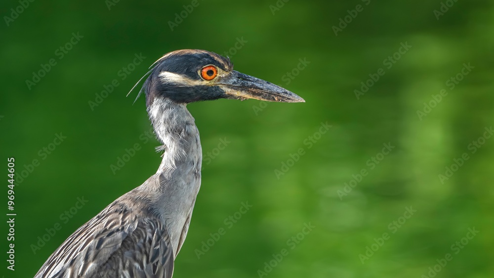 Yellow-crowned night heron close-up with green background. Yellow-crowned night heron close-up with green background.