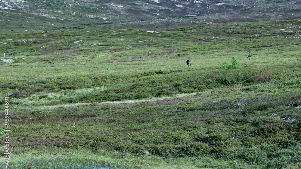 A reindeer strolls leisurely across green fields, surrounded by a rocky mountain ridge in Dalarna, Sweden, showcasing the serene beauty of the natural landscape.
A reindeer strolls leisurely across green fields, surrounded by a rocky mountain ridge in Dalarna, Sweden, showcasing the serene beauty of the natural landscape.