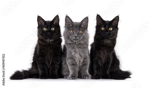 Row of 3 Maine Coon cat kittens, sitting side by side on perfect row. Looking towards camera. Isolated on a white background. photo