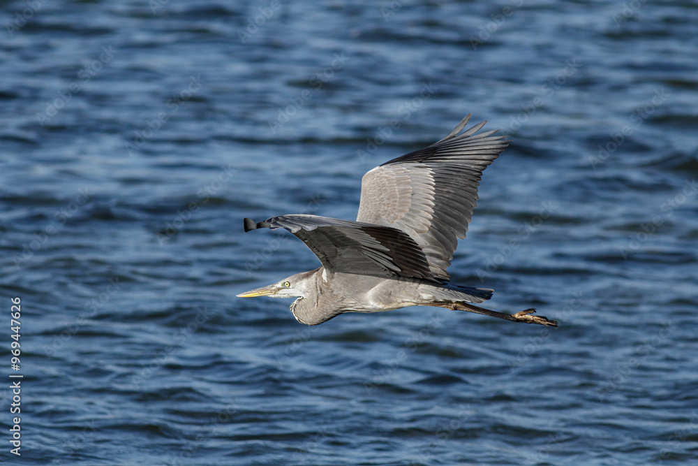 Big heron in flight Big heron in flight