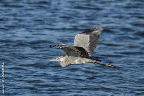 Big heron in flight