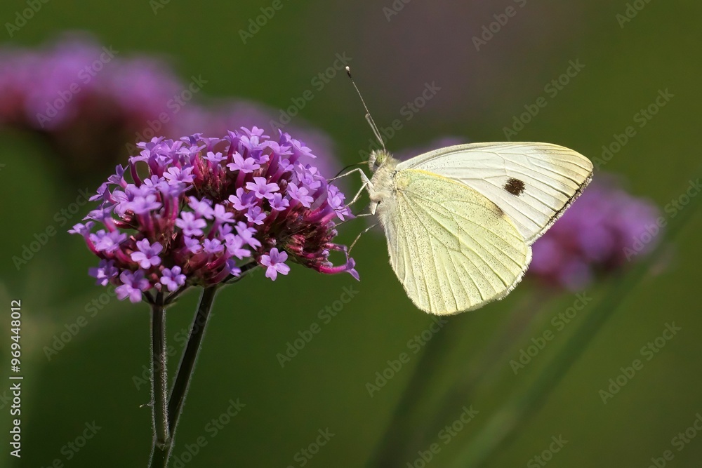 White butterfly on purple flower White butterfly on purple flower