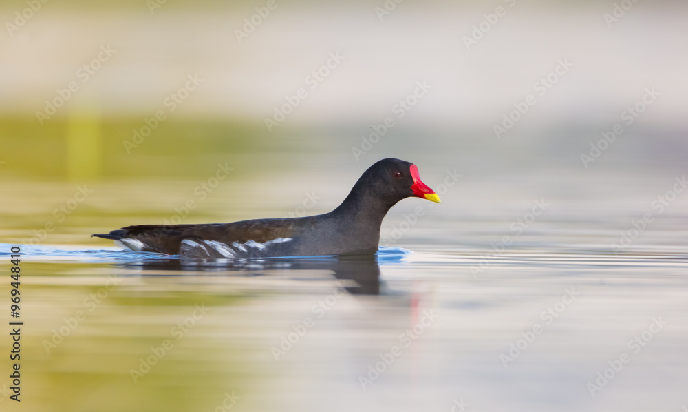 The common moorhen - adult bird in spring The common moorhen - adult bird in spring