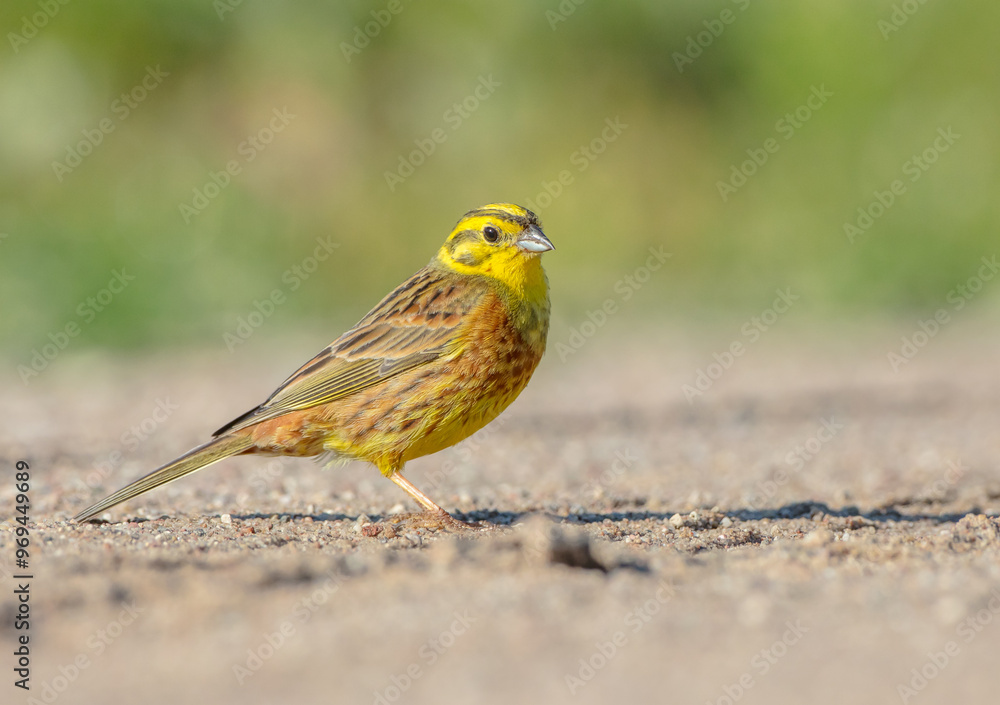 Fototapeta premium Yellowhammer - male in summer