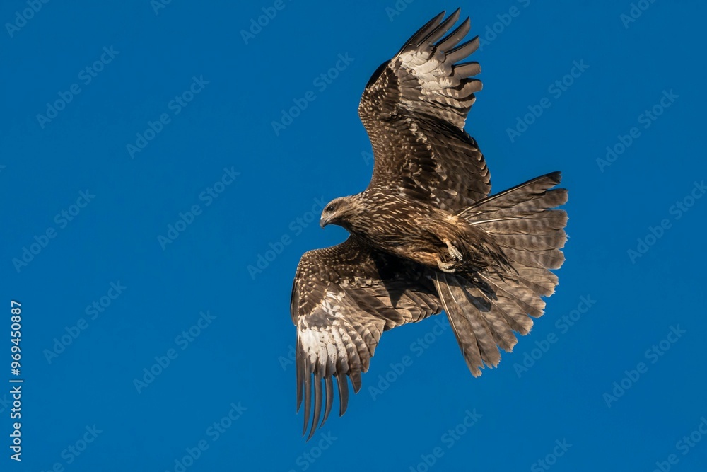 Fototapeta premium Majestic Hawk in Flight: A Stunning Display of Artistic Patterns Against a Blue Sky