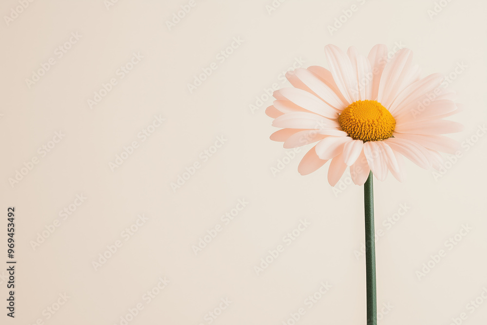 Minimalist pastel pink daisy flower against neutral beige background for floral-themed designs Minimalist pastel pink daisy flower against neutral beige background for floral-themed designs