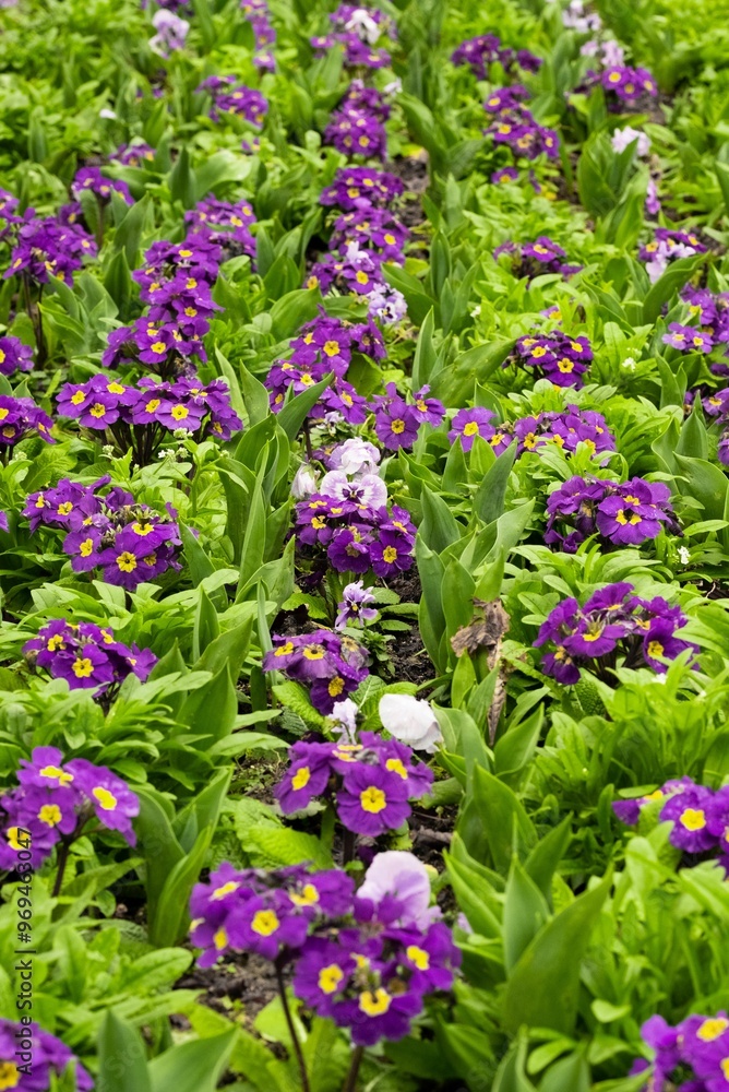 Vibrant garden bed of purple primroses in spring. Vibrant garden bed of purple primroses in spring.