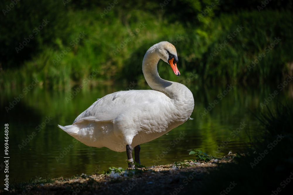 Obraz premium White Mute swan on Krka river
