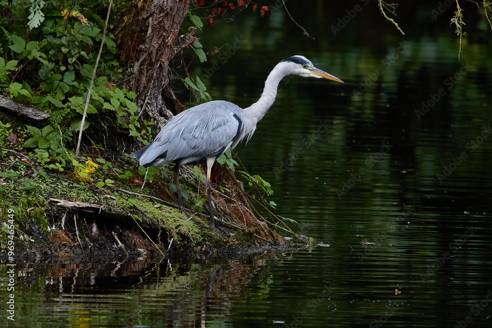 Grey Heron (Ardea cinerea) standing the bank of a lake with neck outstretched.. Grey Heron (Ardea cinerea) standing the bank of a lake with neck outstretched..