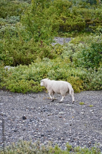 Sheep grazing on the grass near Hjerkinn railway station in the Norwegian mountains north of Dovre photo