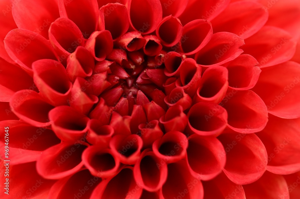 Close-up of a vibrant red dahlia flower. Close-up of a vibrant red dahlia flower.
