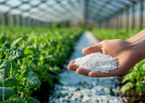  a hand in protective gloves evenly distributes white urea granules over the beds, preparing the soil for harvest. The urea dissolves in the soil, promoting faster plant growth