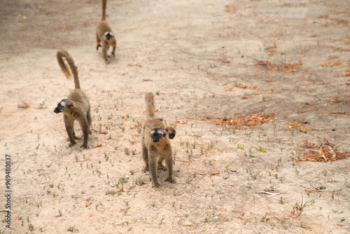 Cute brown lemur (Eulemur fulvus) with orange eyes. photo