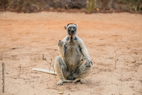 Sifaka lemur (Propithecus verreauxi), Madagascar nature photo