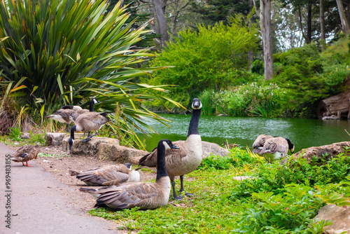 Flock of Canadian geese relaxing beside a pond in Golden Gate Park in San Francisco, California photo