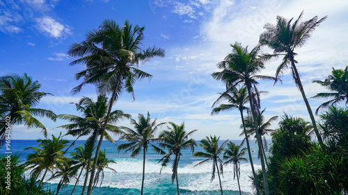 Wallpaper Mural Coconut tree hill in Mirissa, Sri Lanka Torontodigital.ca