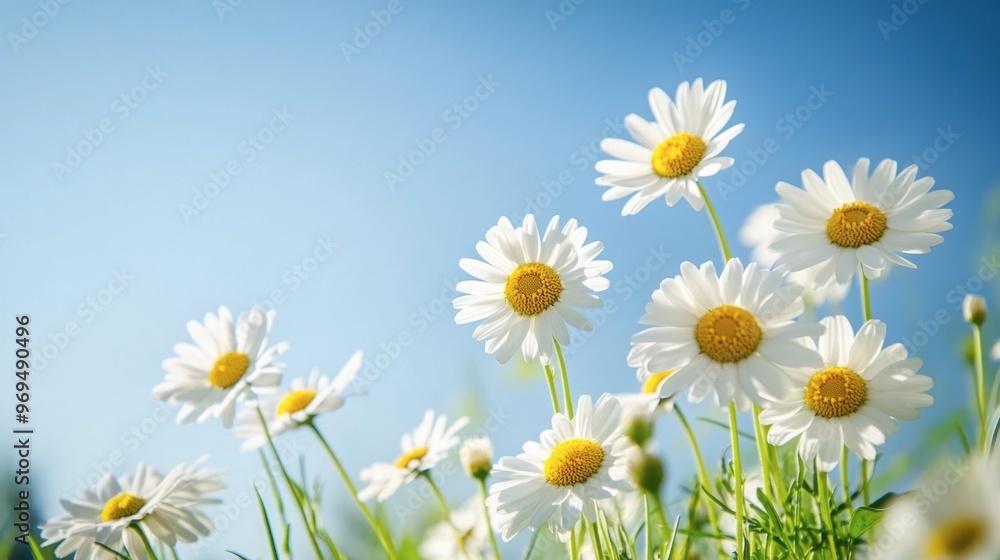 Obraz premium A cluster of white daisies in a meadow, with their yellow centers shining under a clear blue sky.