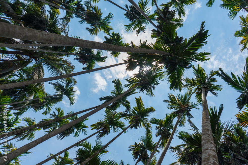 Tall palm trees densely packed against bright blue sky, bottom view, serene tropical atmosphere, Bangladesh.