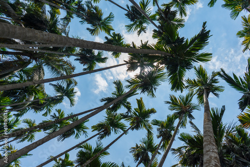 Obraz na płótnie Tall palm trees densely packed against bright blue sky, bottom view, serene tropical atmosphere, Bangladesh. w salonie
