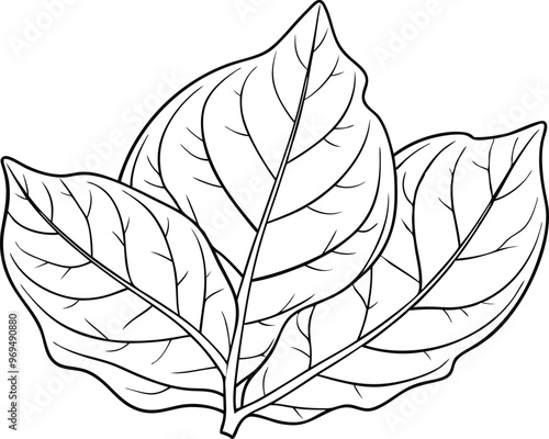 Outline Tobacco leaf, vector illustration on black and white.