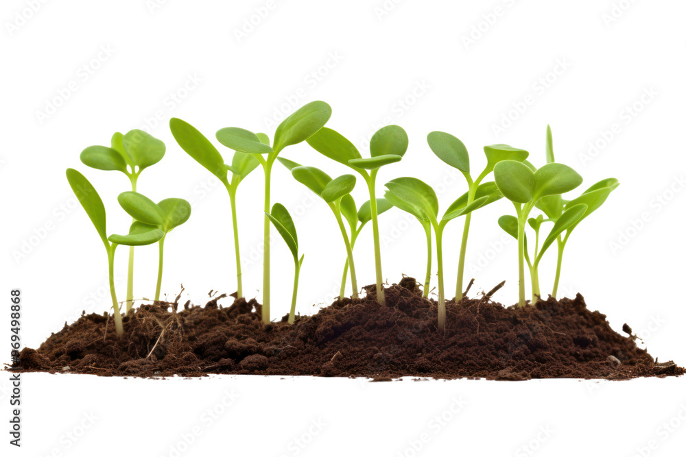 Bright organic plant seedlings It represents growth and vitality. on a white background Bright organic plant seedlings It represents growth and vitality. on a white background