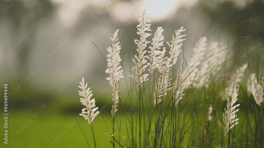 White Plumes in Green Meadow, Morning Light on Wild Grass, Wild Grass in Sunlight, Soft Breeze in Grassy Field, Serene Morning Grassland, Close Up Nature’s Beauty in Early Light Stock Video. White Plumes in Green Meadow, Morning Light on Wild Grass, Wild Grass in Sunlight, Soft Breeze in Grassy Field, Serene Morning Grassland, Close Up Nature’s Beauty in Early Light Stock Video.