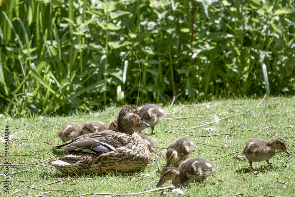 female mallard duck with her family of cute ducklings female mallard duck with her family of cute ducklings