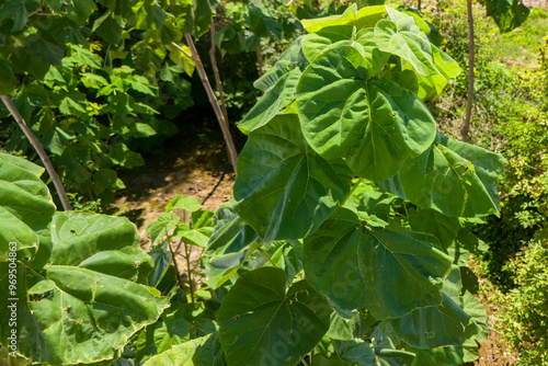 Detailed view of a Paulownia tree, known as Oxytree, showing its large green leaves. photo