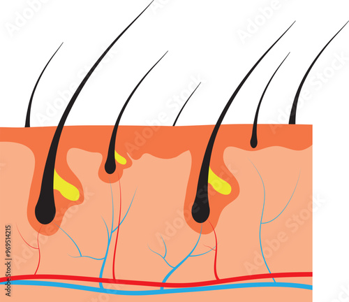 Vector illustration of human hair diagram. Piece of human skin and all structure of hair on the white background. Medical Treatment of baldness, hair removal concept.