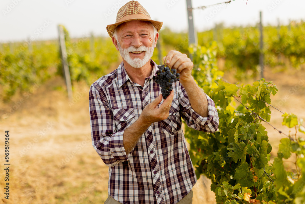 Fototapeta premium Joyful elderly man in a straw hat proudly holding freshly harvested grapes in a sunlit vineyard during the autumn season