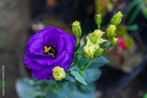 Eustoma russellianum Bright purple blue flower. photo