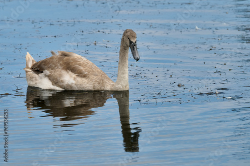 Young mute swan, Cygnus olor