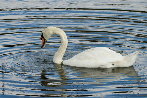 Mute Swan, Cygnus olor