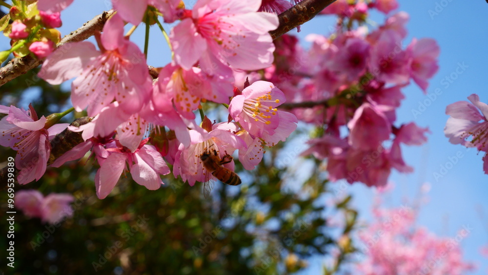 Obraz premium pink cherry blossom