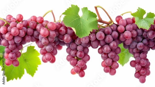 Close-up of Red Grapes on a Vine with Green Leaves