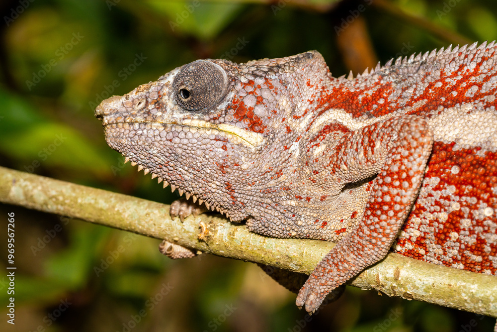 Madagascar chameleon resting on branch closeup