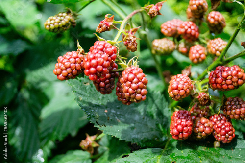 Die Wildpflanze Rubus Brombeere am Wegesrand photo