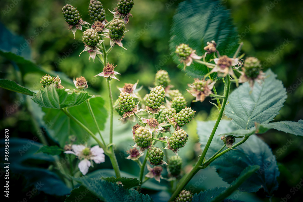 Fototapeta premium Die Wildpflanze Rubus Brombeere am Wegesrand