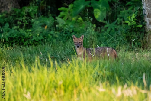 a fox in the grass photo