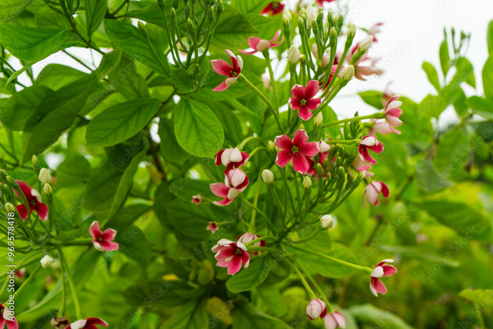 Red-pink Rangoon creeper or Chinese honeysuckle flowers is blooming on the tree. Combretum indicum.
