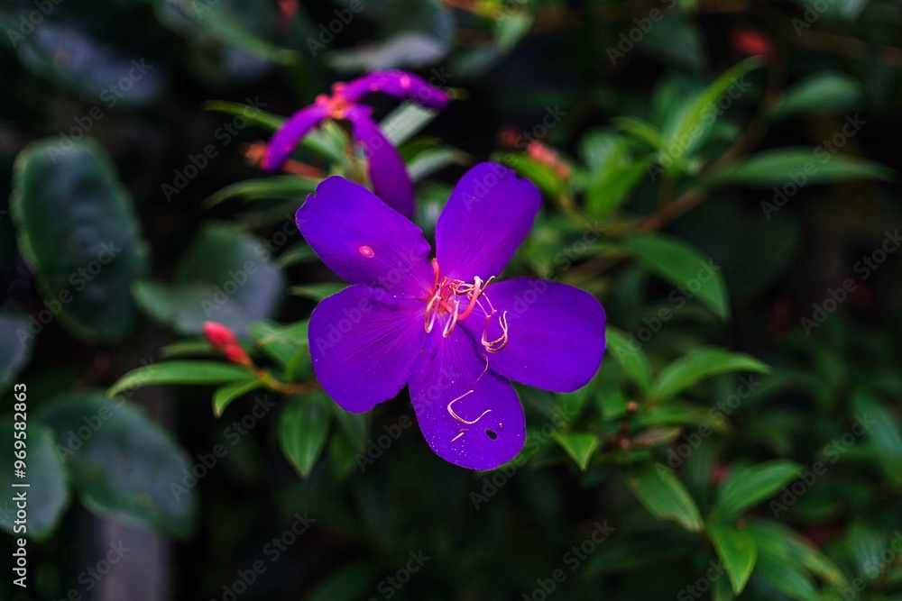 Fototapeta premium flower in the forest
